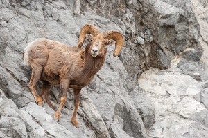 Bighorn Ram