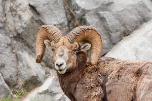 Bighorn Ram