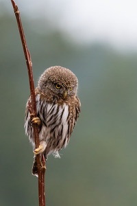 Northern Pygmy Owl