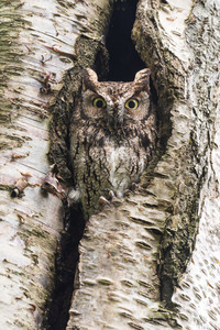 Western Screech Owl