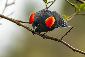 Male Red-Winged Blackbird