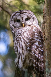 Barred Owl