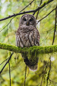 Barred Owl