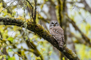 Barred Owl