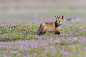 Red Fox Kit