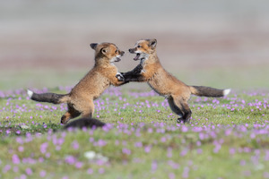 Red Fox Kits