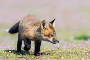 Red Fox Kit