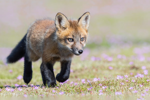 Red Fox Kit
