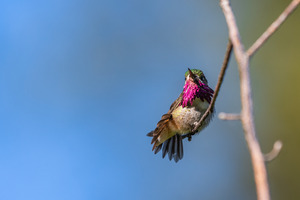 Male Calliope Hummingbird