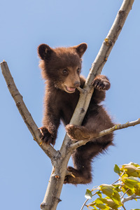 Black Bear Cub
