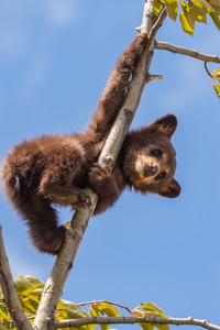 Black Bear Cub