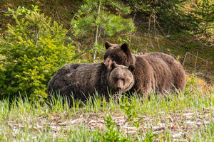 Grizzly Sow with Cub
