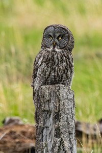 Great Gray Owl