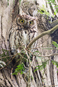 Western Screech Owl