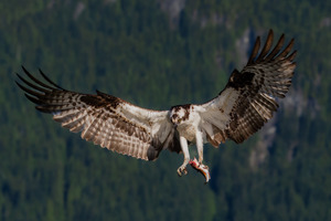 Osprey