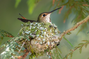 Female Rufous Hummingbird