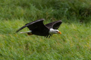 Bald Eagle