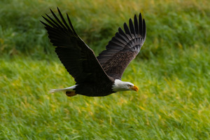 Bald Eagle