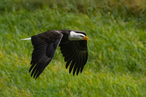 Bald Eagle