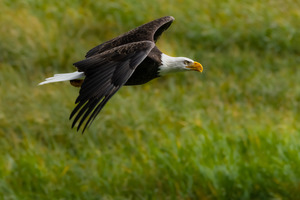 Bald Eagle