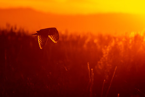 Short-eared Owl