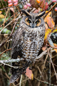 Long-eared Owl