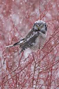 Northern Hawk Owl