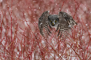 Northern Hawk Owl