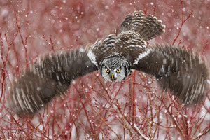 Northern Hawk Owl
