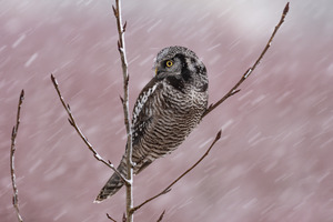 Northern Hawk Owl