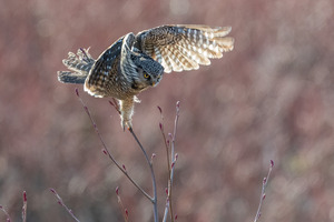 Northern Hawk Owl