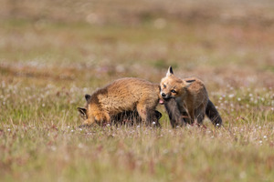Red Fox Kits