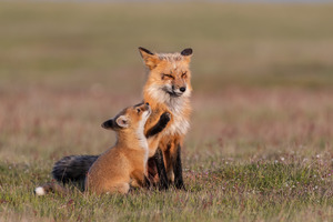Red Fox with Kit