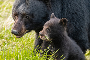 Black Bear Sow with Cub