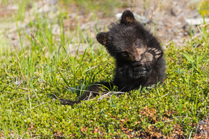 Black Bear Cub