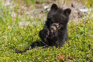 Black Bear Cub