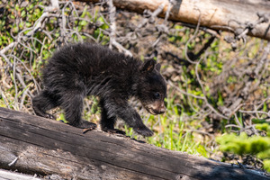 Black Bear Cub
