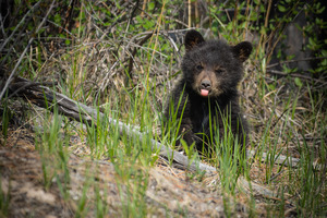 Black Bear Cub