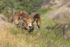 Bighorn Ram