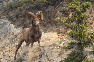 Bighorn Ram