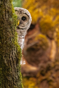 Barred Owlet