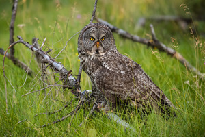Great Gray Owl