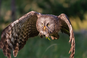 Great Gray Owl