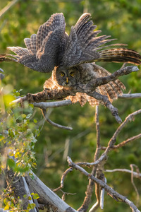 Great Gray Owlet
