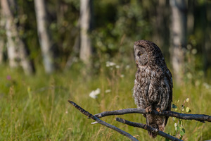 Great Gray Owl