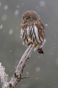 Northern Pygmy Owl