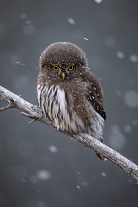 Northern Pygmy Owl