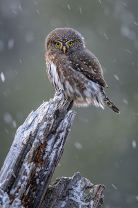 Northern Pygmy Owl