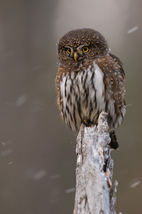 Northern Pygmy Owl