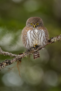 Northern Pygmy Owl